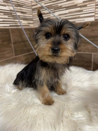 Yorkshire terrier