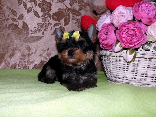 Yorkshire Terrier, Yorki