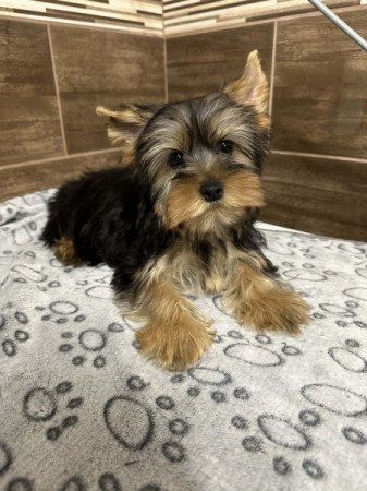 Yorkshire terrier