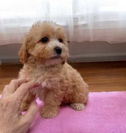 Maltipoo