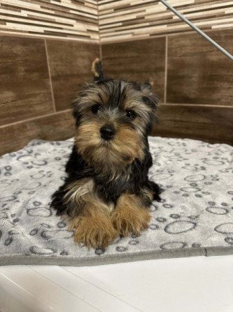 Yorkshire terrier