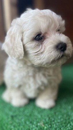 Bolognese Bichon