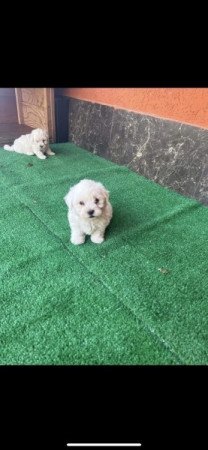 Bolognese Bichon