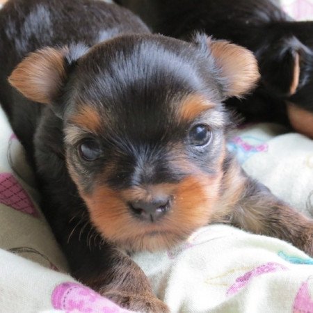Yorkshire terrier