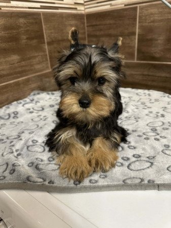 Yorkshire terrier