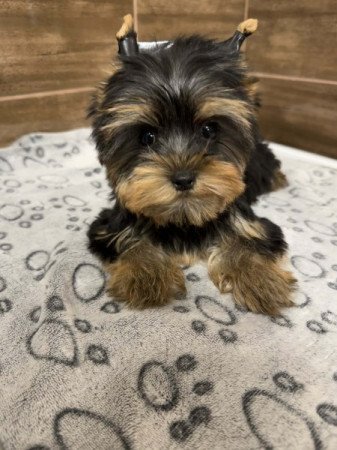 Mini Yorkshire terrier