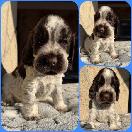 Angol cocker spániel