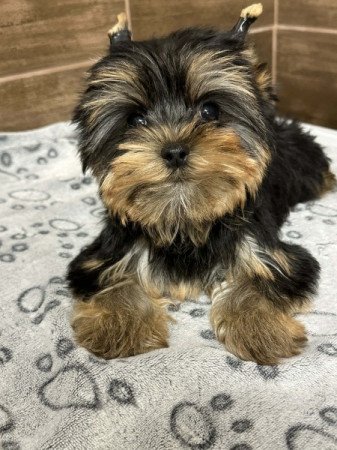 Mini Yorkshire terrier