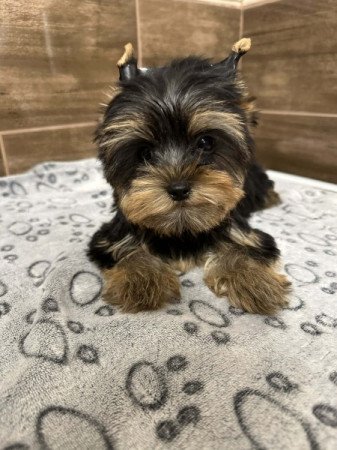 Mini Yorkshire terrier