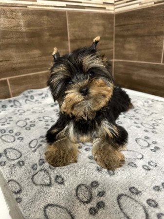 Mini Yorkshire terrier