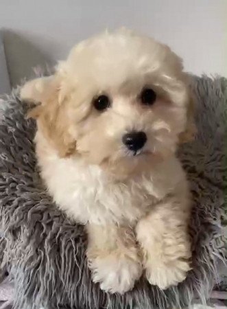 Maltipoo