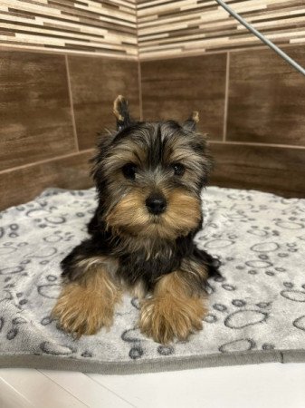 Yorkshire terrier