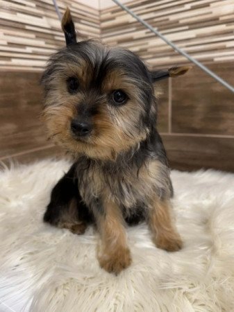 Yorkshire terrier