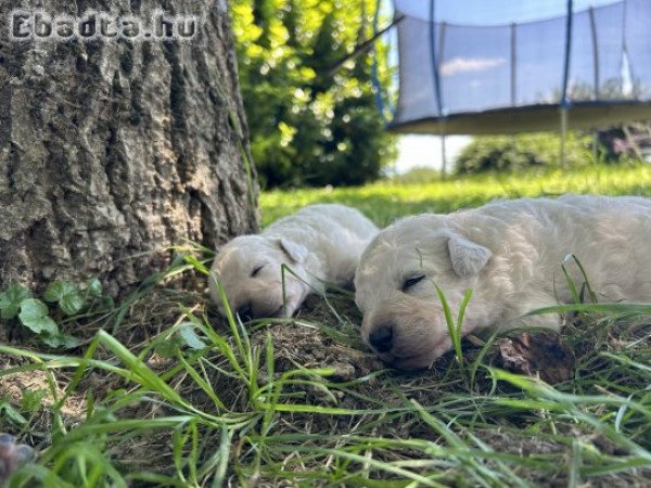 Kuvasz kiskutyák eladók!