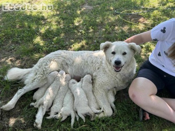 Kuvasz kiskutyák eladók!