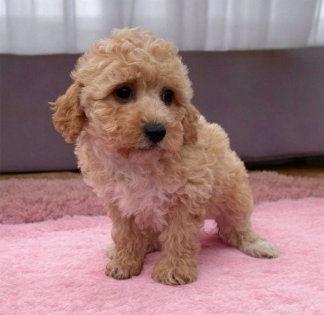 Maltipoo uszkar