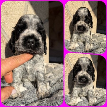 Angol cocker spániel