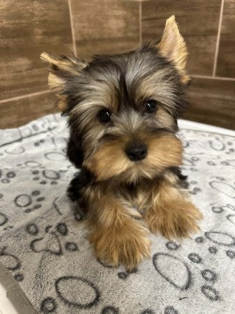 Yorkshire terrier
