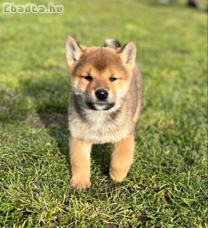 Shiba inu fiúk