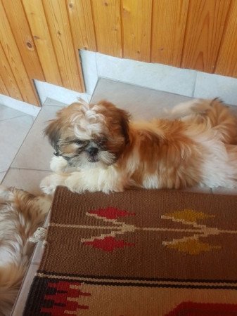 Shih tzu