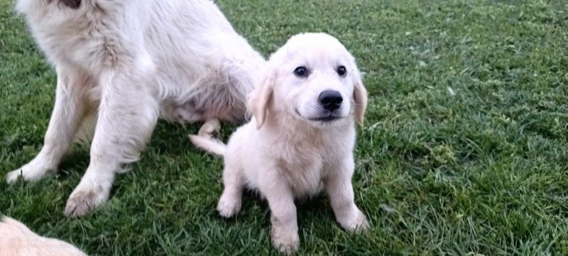 Golden retriever