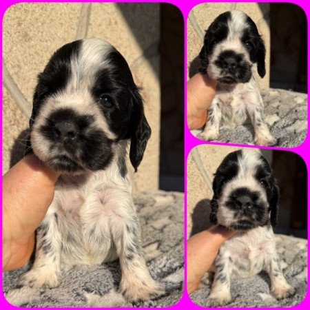 Angol cocker spániel