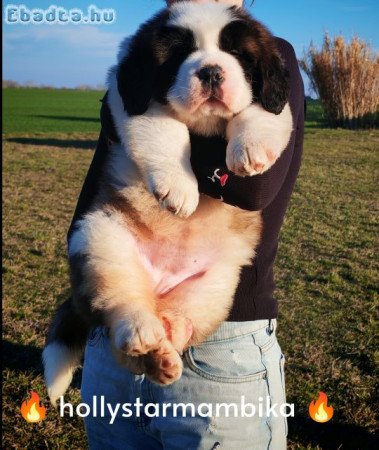 Szent Bernáthegyi kiskutyák