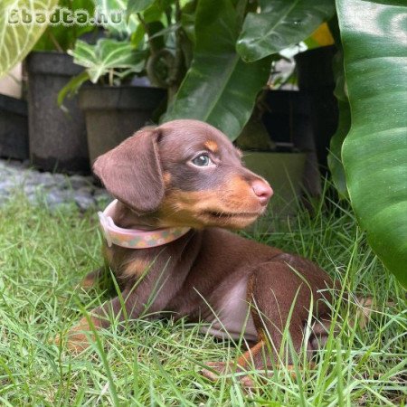 Dachshund puppy