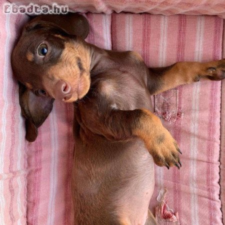 Dachshund puppy