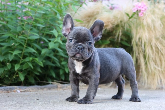 Francia bulldog