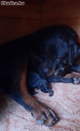 Rottweiler kölyökkutyák eladók