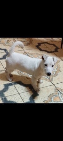 Jack Russell terrier