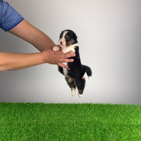 Ausztrál juhászkutya