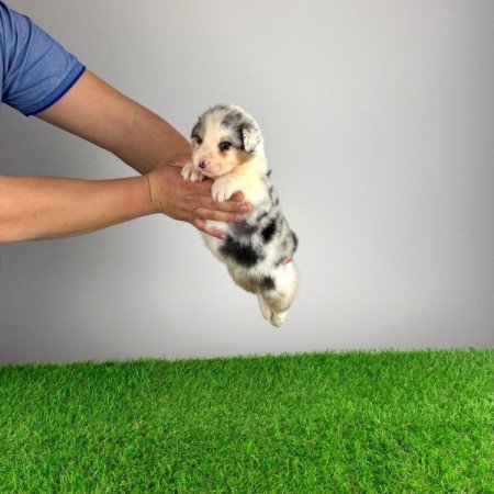 Ausztrál juhászkutya