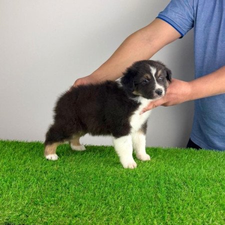 Ausztrál juhászkutya