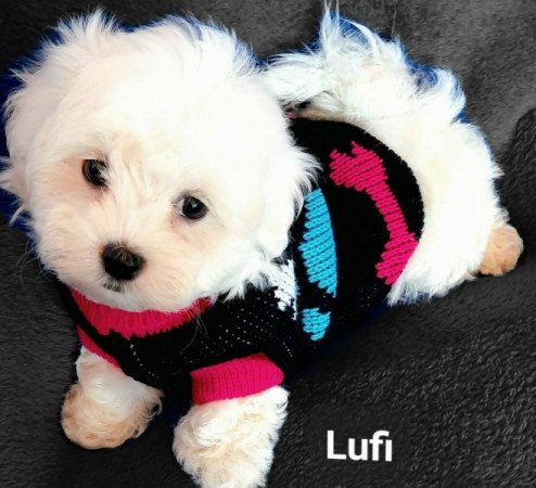 Bichon havanese