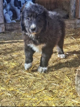 Közép -Ázsia juhász kutya