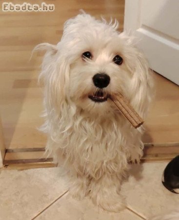 kisfiú kutyus végleges, szerető otthont keres!