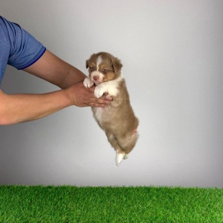 Ausztrál juhászkutya