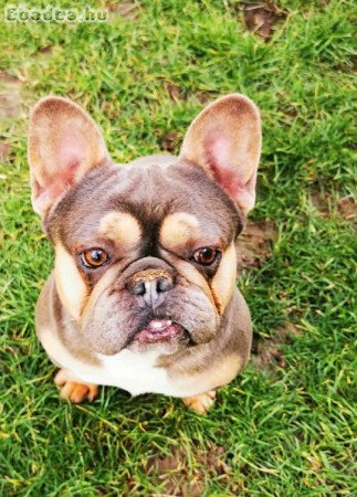 Francia bulldog kan bluetan eladó