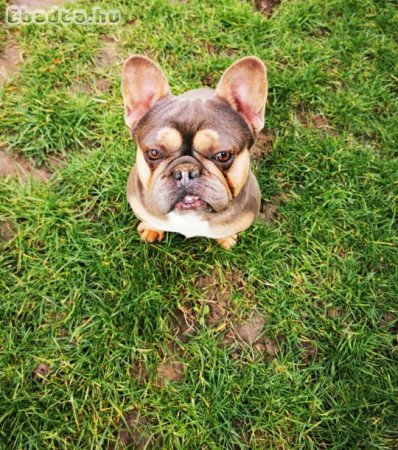 Francia bulldog kan bluetan eladó