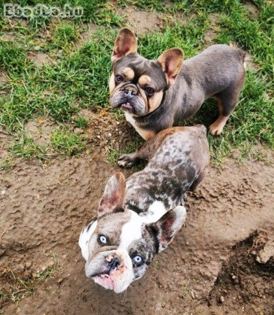 Francia bulldog kèkszemű szuka eladó