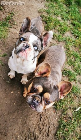 Francia bulldog kèkszemű szuka eladó