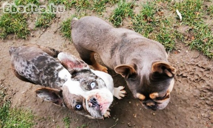 Francia bulldog kèkszemű szuka eladó