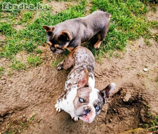 Francia bulldog kèkszemű szuka eladó