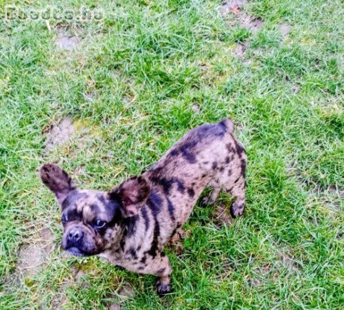 Francia bulldog szuka eladó