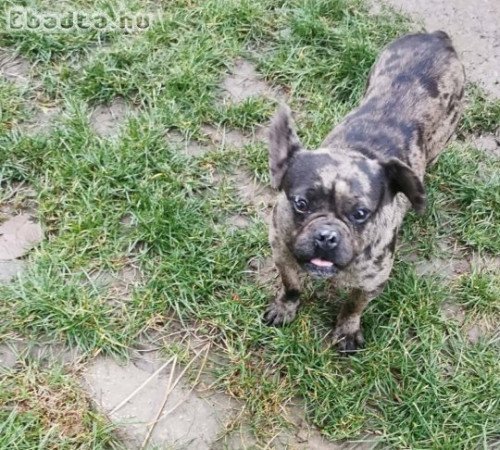 Francia bulldog szuka eladó