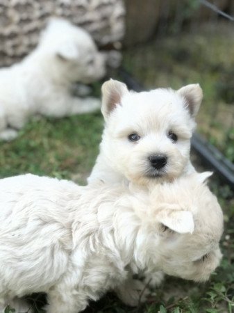 Westie