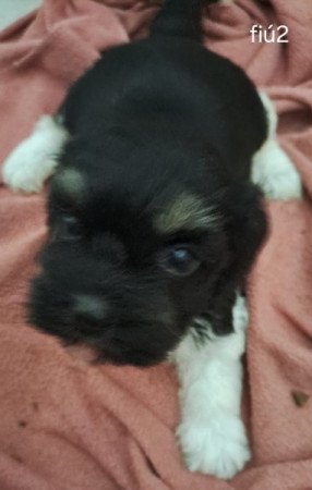 Bichon havanese
