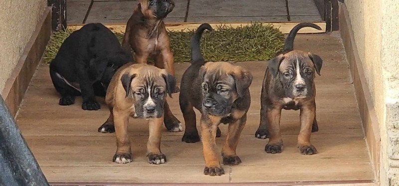 Cane corso